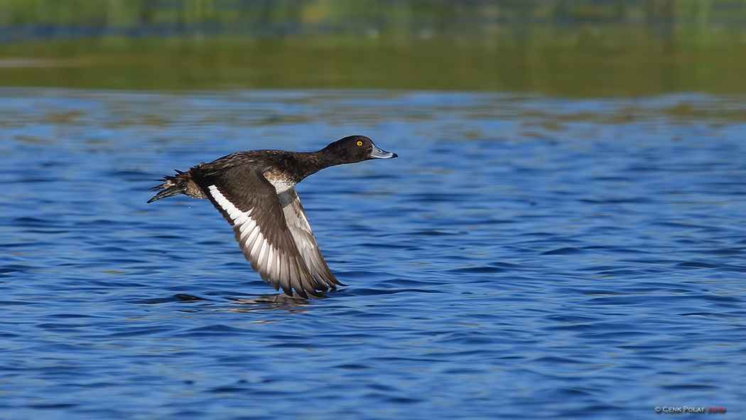 Tufted Duck